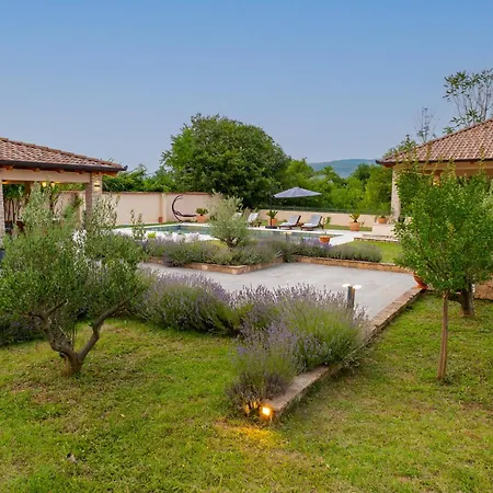 Four Olive Trees