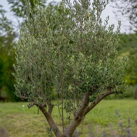 Four Olive Trees Villa *